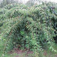 Саджанець Актинідія аргута чоловіча в контейнері